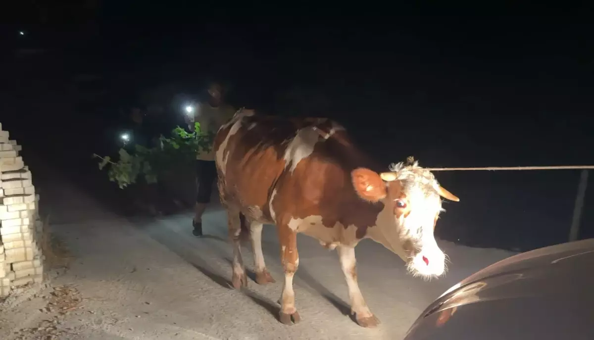 alanyada orman yangini yerlesimler tahliye edildi 2J3Rewfi