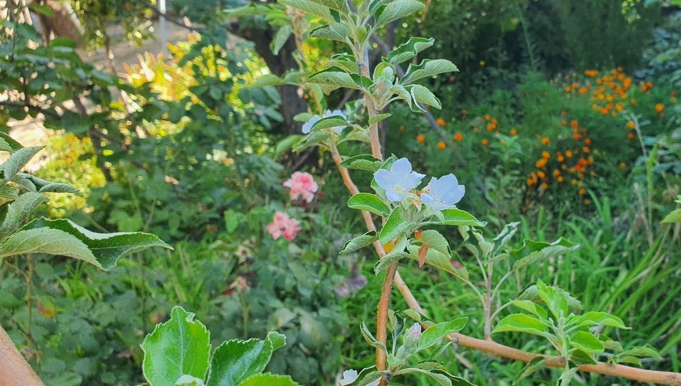 elma agaci sonbaharda cicek acti KUxwWhvW