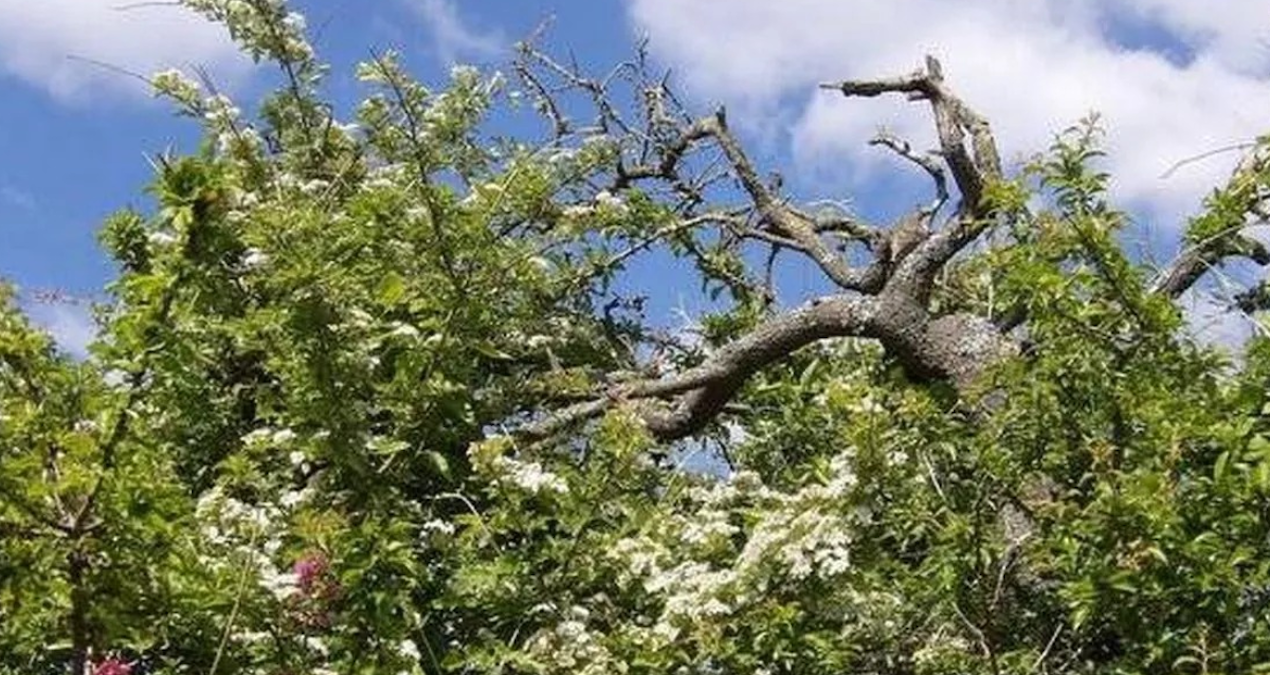 ingilizler kasim ayinda bu agac asla dokunmazlar iste nedeni qV5LnaOg