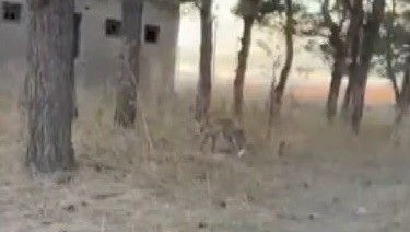 karsta tilkiler yerlesim yerlerinde cirit atiyor NDuOgjLV