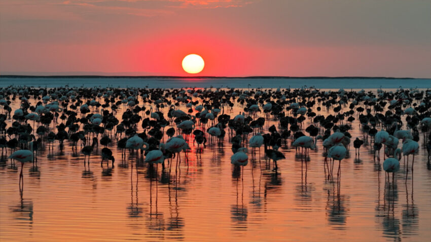 Tuz golunde gorsel solen flamingo yavrusu sayisi 5 yilin zirvesine ulasti hxtqVpDt